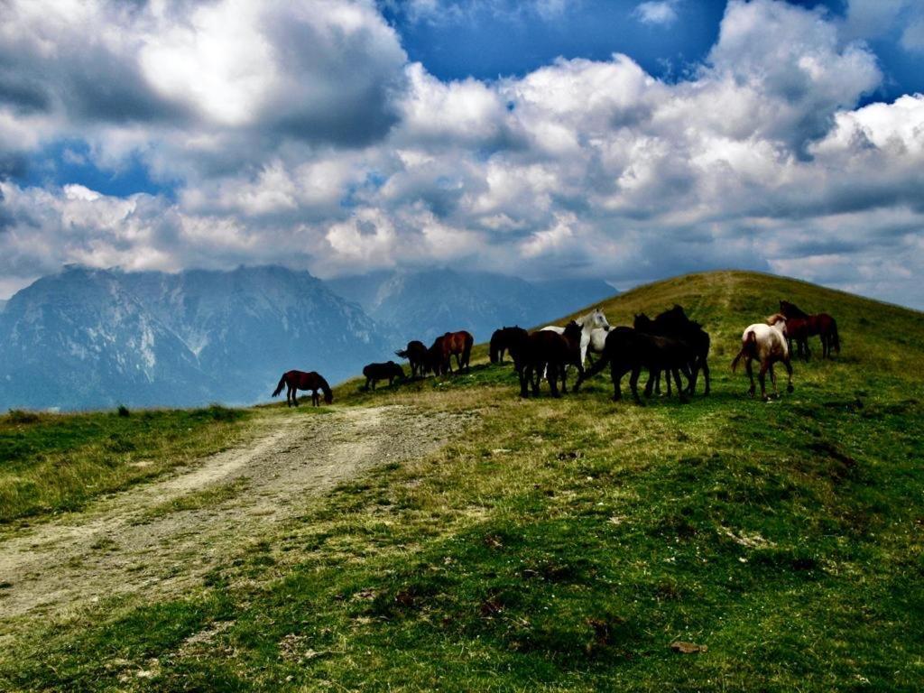 Cabana Haiducului Teşila Esterno foto